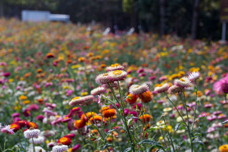 Paper flowers are planted for tourists to visit.の写真素材