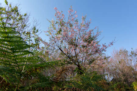 Prunus cerasoides or Wild Himalayan Cherry with color is pink in the Phu Lom Lo tourist attraction, Loei Province Thailand.の写真素材