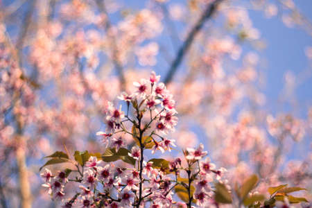 Prunus cerasoides or Wild Himalayan Cherry with color is pink in the Phu Lom Lo tourist attraction, Loei Province Thailand.の写真素材