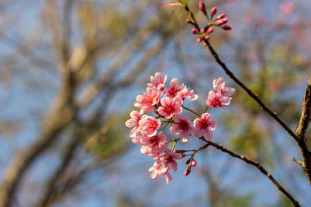 Prunus cerasoides or Wild Himalayan Cherry with color is pink in the Phu Lom Lo tourist attraction, Loei Province Thailand.の写真素材
