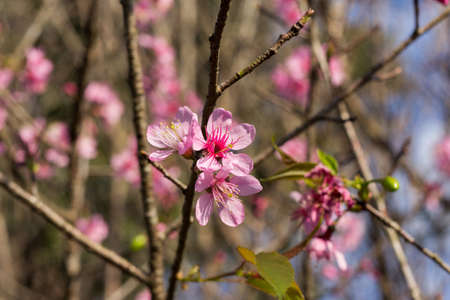 Prunus cerasoides or Wild Himalayan Cherry with color is pink in the Phu Lom Lo tourist attraction, Loei Province Thailand.の写真素材