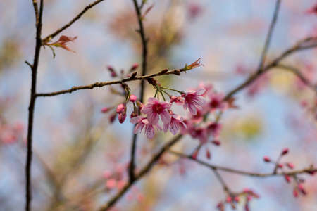 Prunus cerasoides or Wild Himalayan Cherry with color is pink in the Phu Lom Lo tourist attraction, Loei Province Thailand.の写真素材