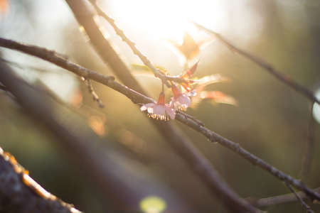 Prunus cerasoides or Wild Himalayan Cherry with color is pink in the Phu Lom Lo tourist attraction, Loei Province Thailand.の写真素材