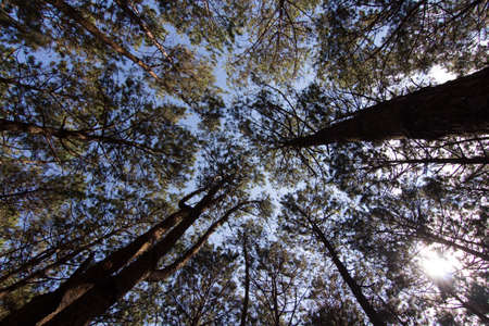 Pine Tree Photos Taken from the base to the top of the tree.の写真素材