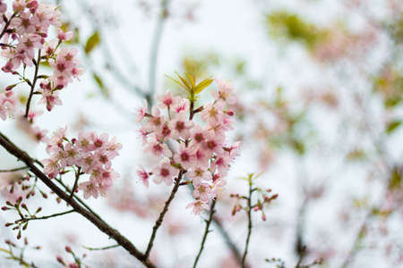 Prunus cerasoides or Wild Himalayan Cherry with color is pink in the Phu Lom Lo tourist attraction,...