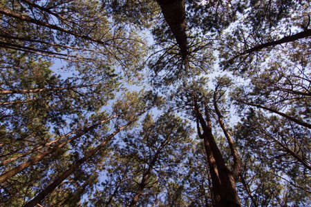 Pine Tree Photos Taken from the base to the top of the tree.の写真素材
