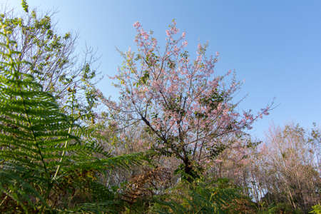 Prunus cerasoides or Wild Himalayan Cherry with color is pink in the Phu Lom Lo tourist attraction, Loei Province Thailand.の写真素材