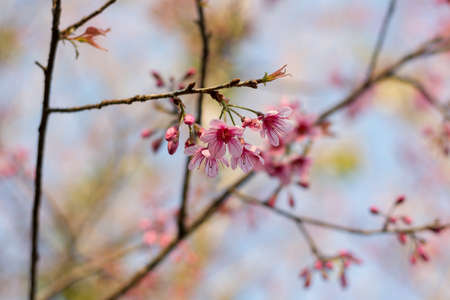 Prunus cerasoides or Wild Himalayan Cherry with color is pink in the Phu Lom Lo tourist attraction, Loei Province Thailand.の写真素材