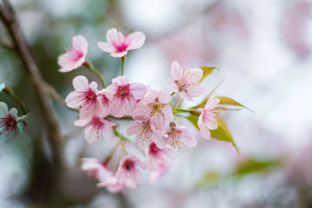 Prunus cerasoides or Wild Himalayan Cherry with color is pink in the Phu Lom Lo tourist attraction, Loei Province Thailand.の写真素材