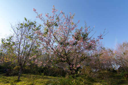 Prunus cerasoides or Wild Himalayan Cherry with color is pink in the Phu Lom Lo tourist attraction, Loei Province Thailand.の写真素材