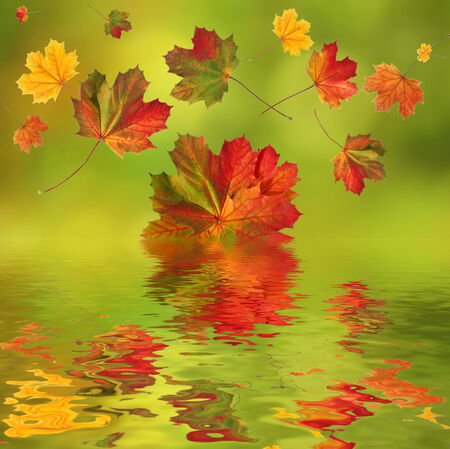 colorful falling leaves in autumnの写真素材