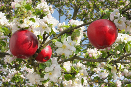 red apples in a blooming apple treeの写真素材