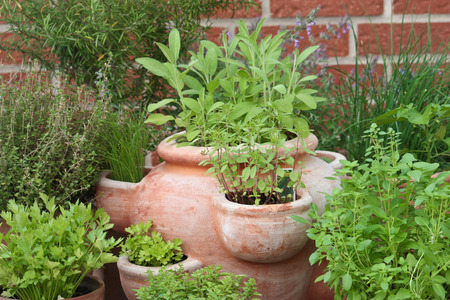 herbs in potsの写真素材