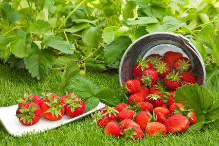strawberries in a bucket on grass and strawberry plantsの写真素材