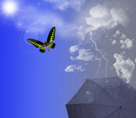 sunny and rainy sky with butterfly and umbrellaの写真素材