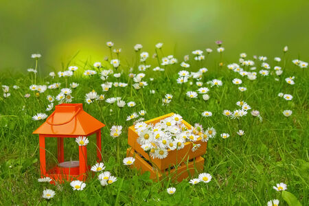 blooming daisies on meadow and decorationsの写真素材