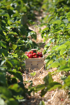 Strawberries in a basket on a strawberry fieldの写真素材