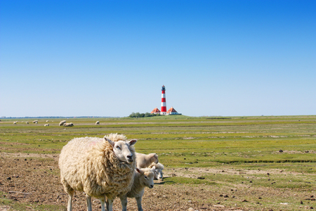 sheeps on meadow with a lighthouse in background