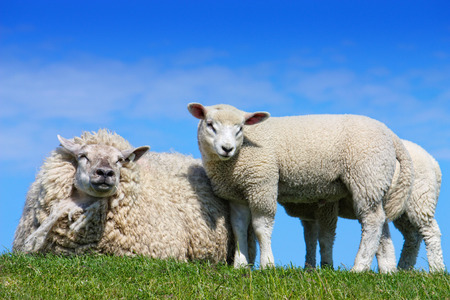 Sheep and lamb on green grass with blue sky in backgroundの写真素材