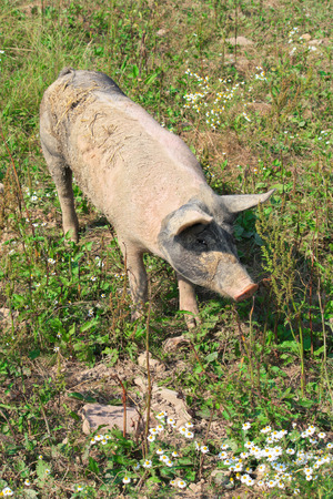 pig on a meadowの写真素材