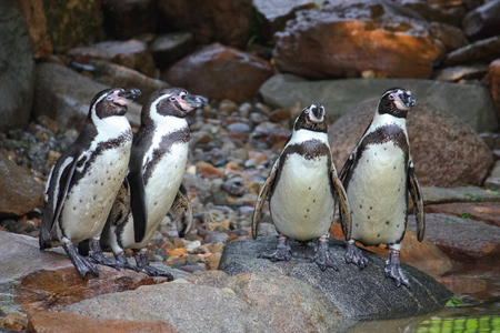 penguins on rocks in zooの写真素材
