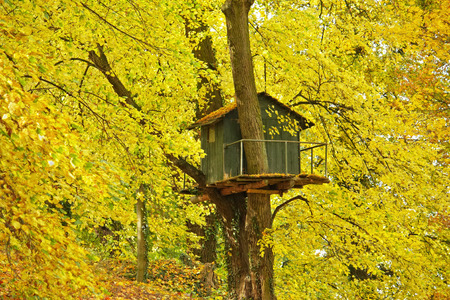 Tree house in autumnal tree with yellow foliageの写真素材