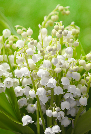 lily of the valley bouquetの写真素材