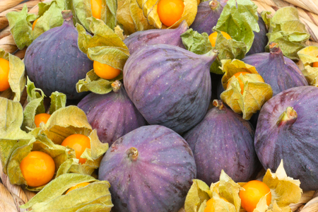 figs and physalisの写真素材