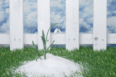 blooming single snowdrop in snow in a gardenの写真素材