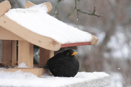 blackbird in snow with bird feederの写真素材
