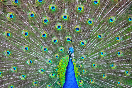 portrait of a peacock with peacock's fanの写真素材