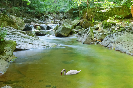swan floats on river surrounded by trees with waterfall in the backgroundの写真素材