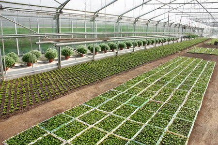 greenhouse with growing plantsの写真素材
