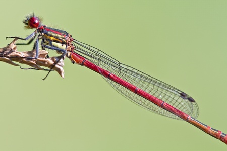 Red dragonfly clos up ( Pyrrhosoma nymphula)の写真素材