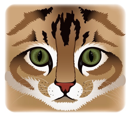 Close up of cat faceのイラスト素材