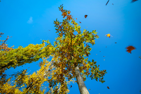 trees with falling leaves in autumn  with clear blue sky in the background