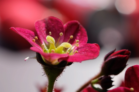 Closeup on deep pink-purple blossom in spring in front of blurry backgroundの写真素材