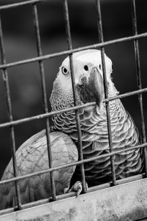 Grey parrot behind bars looking noisy towards camera in black and white colorsの写真素材