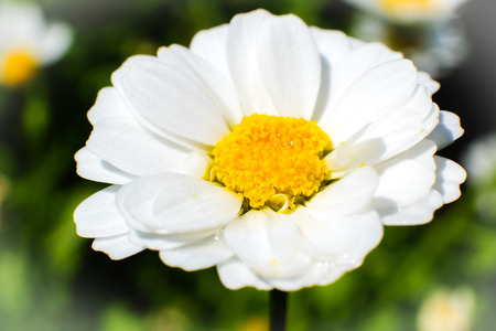 Closeup on a daisy flower with juicy pollen and stamps in bright sunlightの写真素材