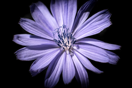 Light purple flower against black backgroundの写真素材