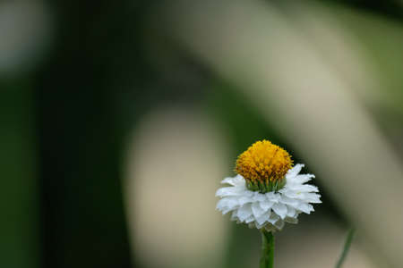 Close-up of single daisy flower against dark background