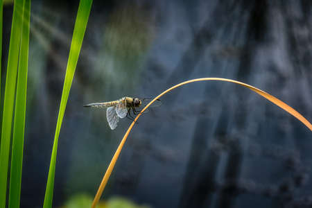 Dragonfly on reed stalk by the pondの写真素材