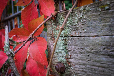 Red wine leafs on mossy wood in fall