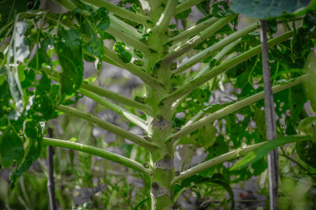 Aged carbagge turnip stem pattern against blurry background