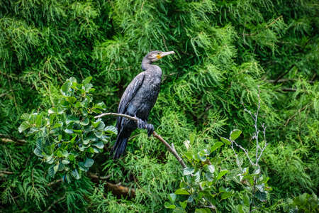 Cormorant resting on tree brunch