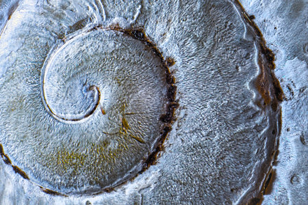 Spiral patter on of snail shell, golden ratio, macro shot