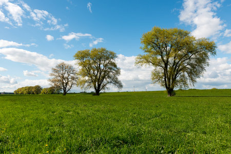 Tree collection on greener lawn in front of blue cloudy sky in the middle of Spring - Summerの写真素材
