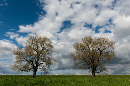 two trees on green meadow against blue cloudy sky in the middle of spring - summer with industrial chimneys on the horizonの写真素材