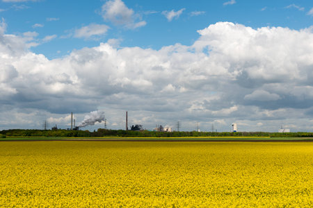 A flowering rape field in front of a backdrop of industrial steel furnaces, chimneys in the Ruhr Area.の写真素材
