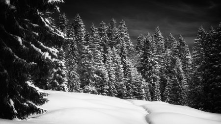 A snowy winter landscape.の写真素材